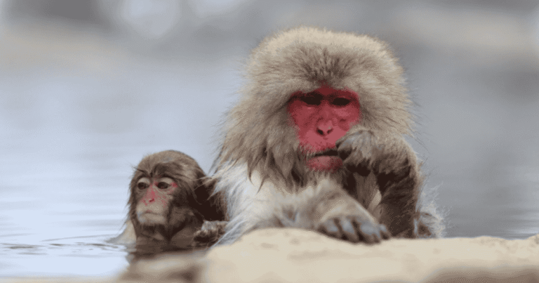 Nagano Snow Monkey