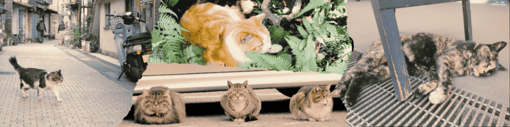 Cats living on Enoshima Island