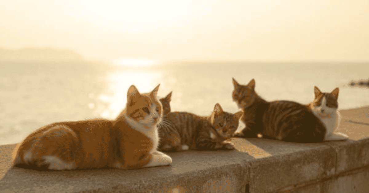 cats in enoshima