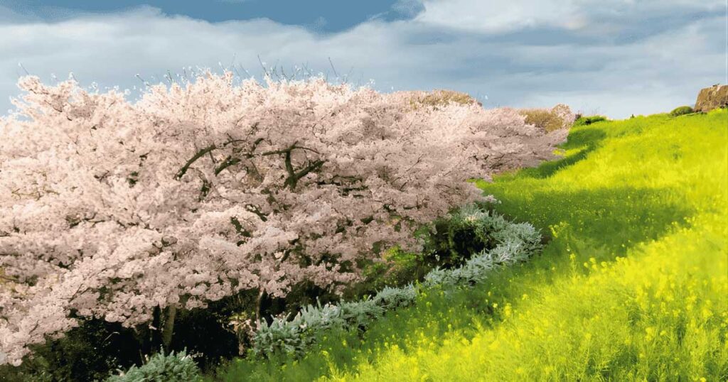 Chreery Blossoms Thumbnail