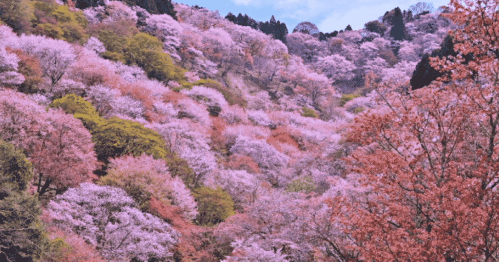 Cherry blossoms blooming all over Mount Yoshino