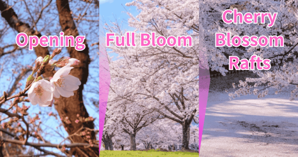 Understanding the Sakura Rhythm: "Opening" vs. "Full Bloom"