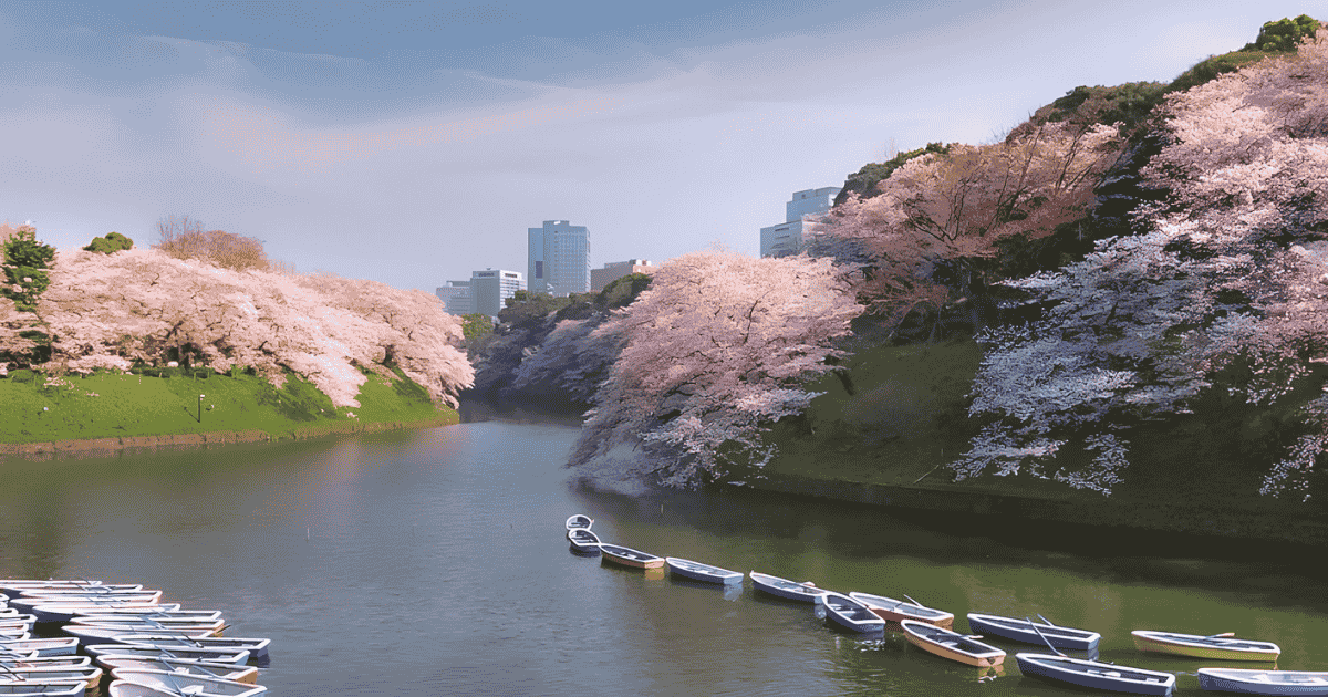 Cherry blossoms blooming around the Imperial Palace
