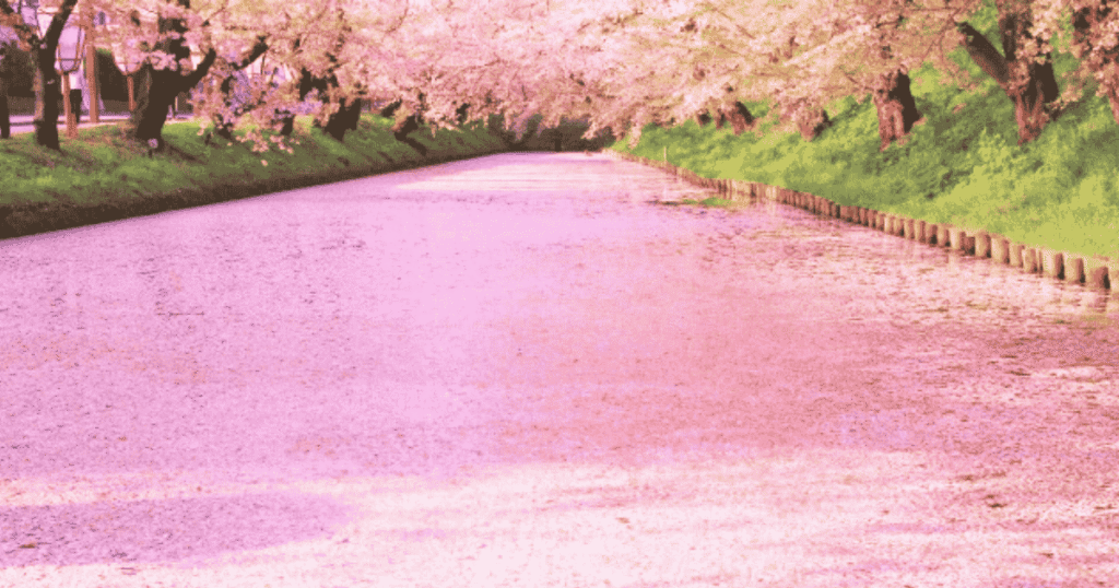 cherry blossom rafts