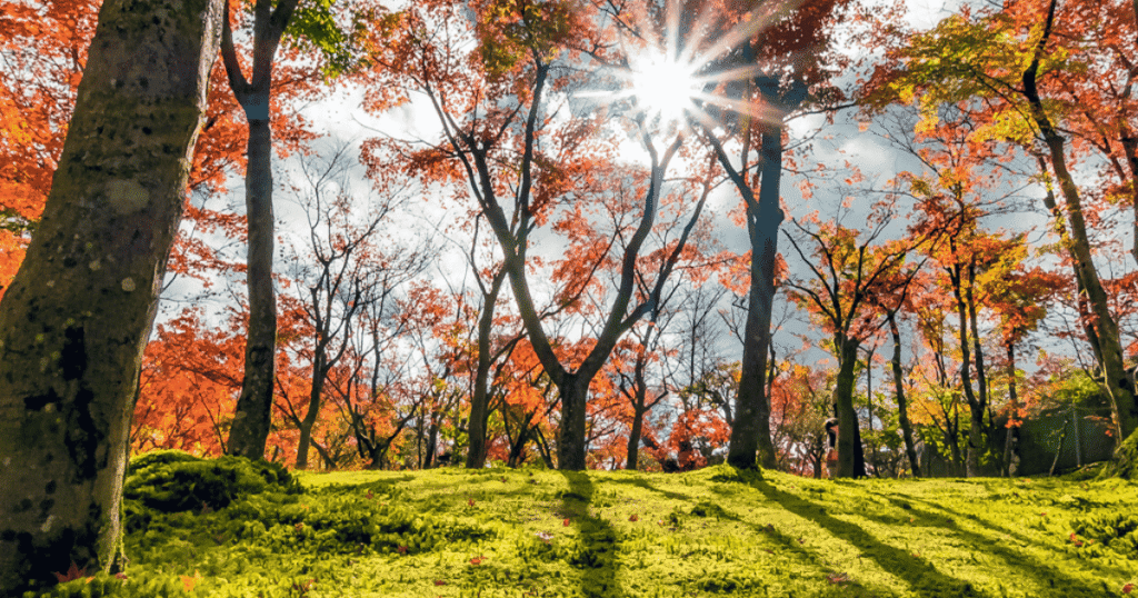 Hakone Art of Museum in Autumn