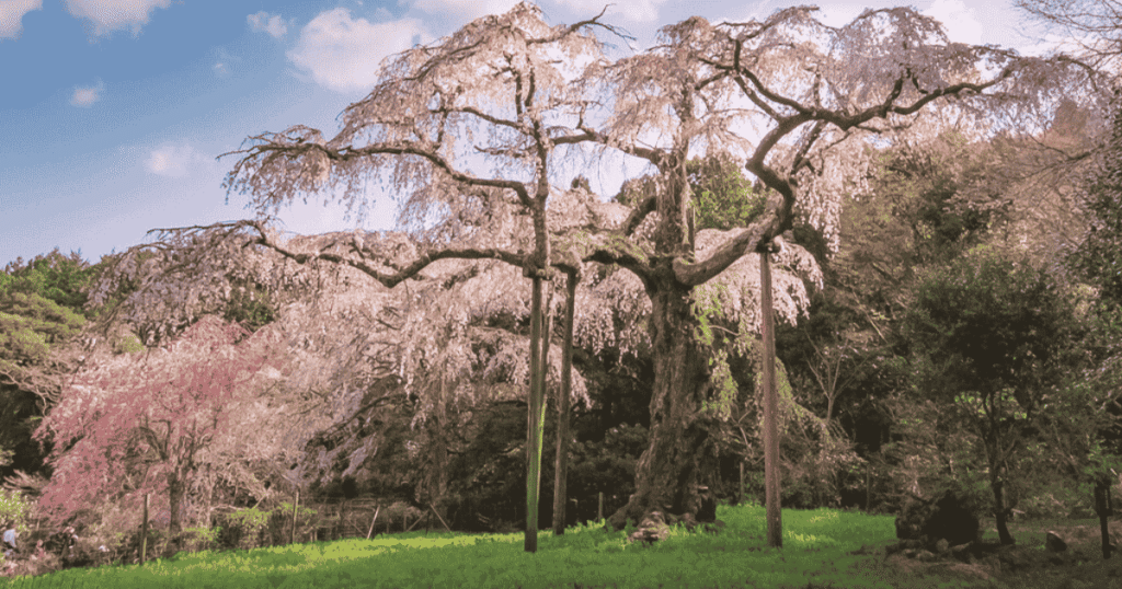 The 350-year-old weeping cherry tree at Chokozan Shota-ji in Odawara.
