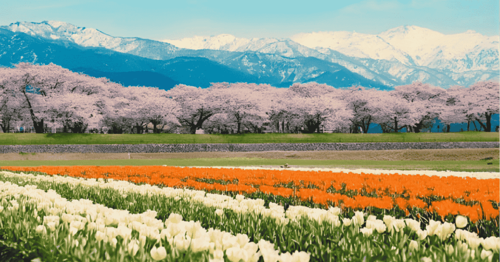 The Spring Quartet in Toyama: A panoramic view of pink cherry blossoms, colorful tulips, and yellow canola flowers with the snow-capped Northern Alps in the background.