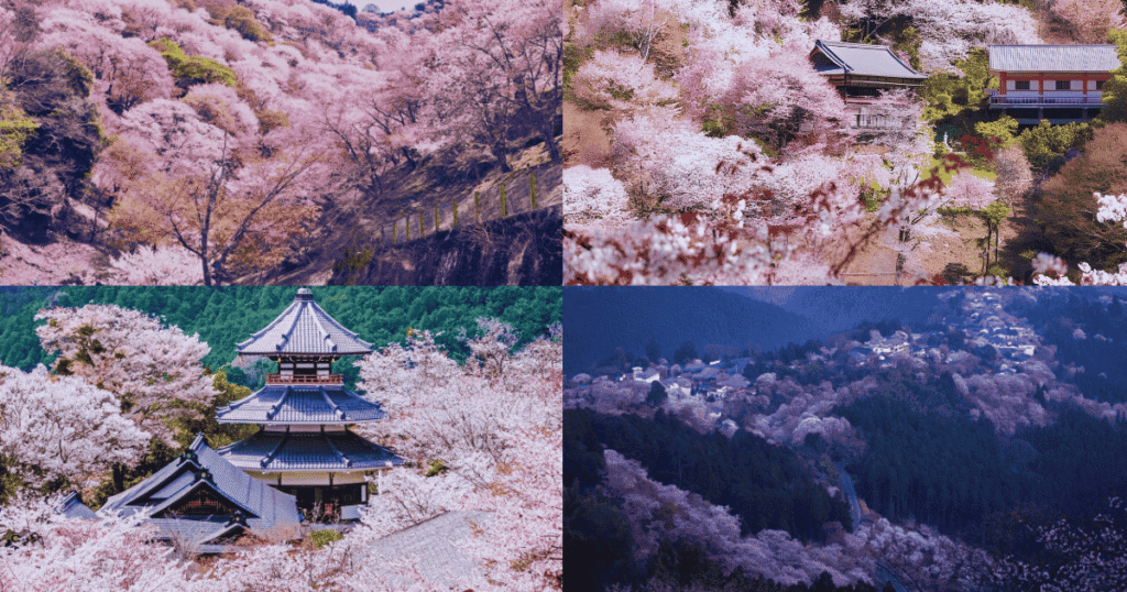 Mount Yoshino in Spring : The entire mountain is covered with 30,000 cherry trees.