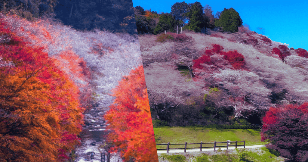Cherry Blossom at Obara Park