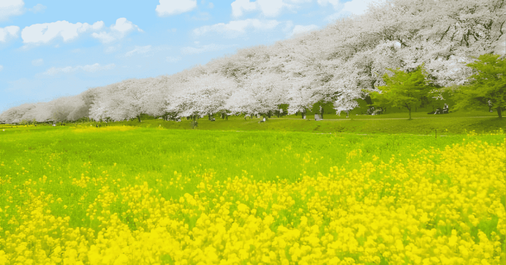 Cherry blossom at Satte Gngedo