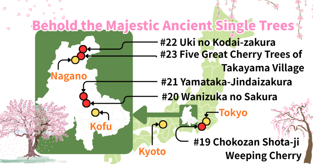 Map of majestic ancient single cherry blossom trees in Japan, featuring Yamataka-Jindaizakura, Wanizuka no Sakura, and sites in Nagano and Yamanashi.