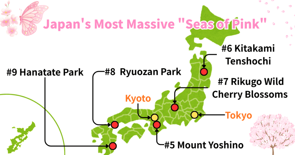 Map of cherry blossom spots in Japan titled "Japan's Most Massive Seas of Pink," featuring 5 locations including Mount Yoshino.