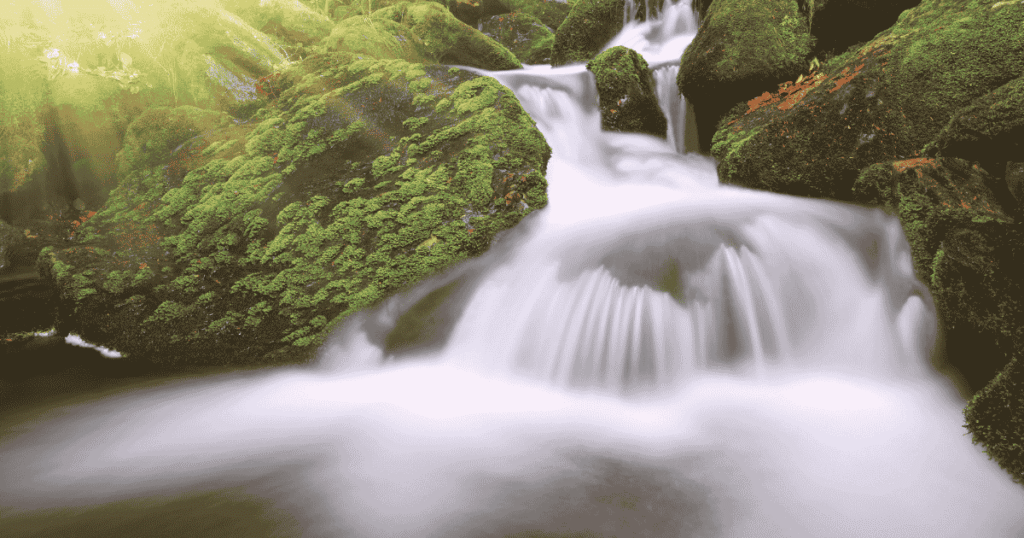 Trekking through a mystical forest with a guide in deep nature