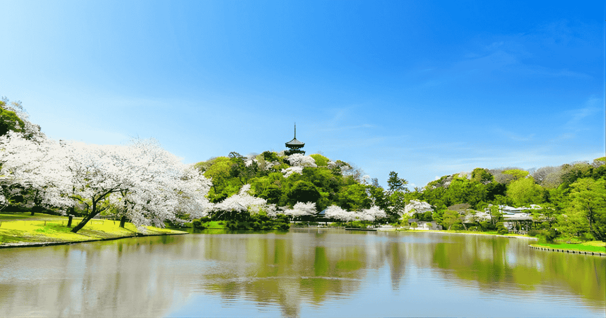 Sankeien in spring, adorned with cherry blossoms in full bloom.
