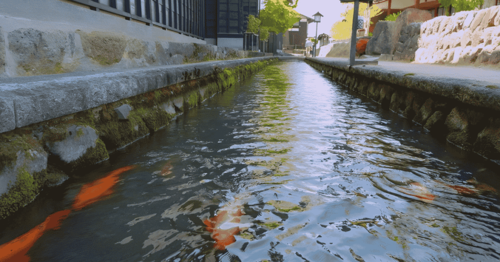 The iconic canals of Hida Furukawa, where over 1,000 colorful koi fish swim.