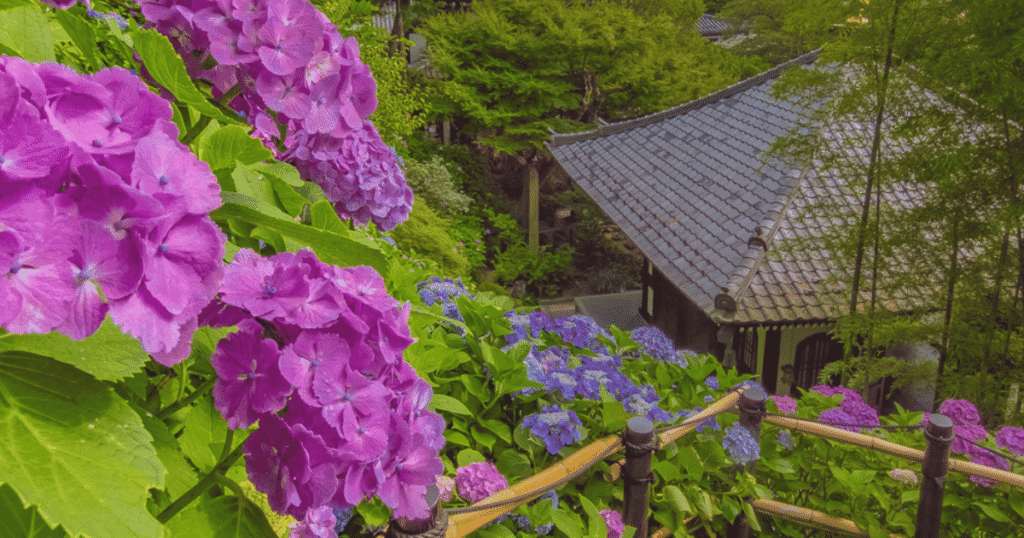Vibrant June blossoms covering the iconic Hasedera hydrangea path.