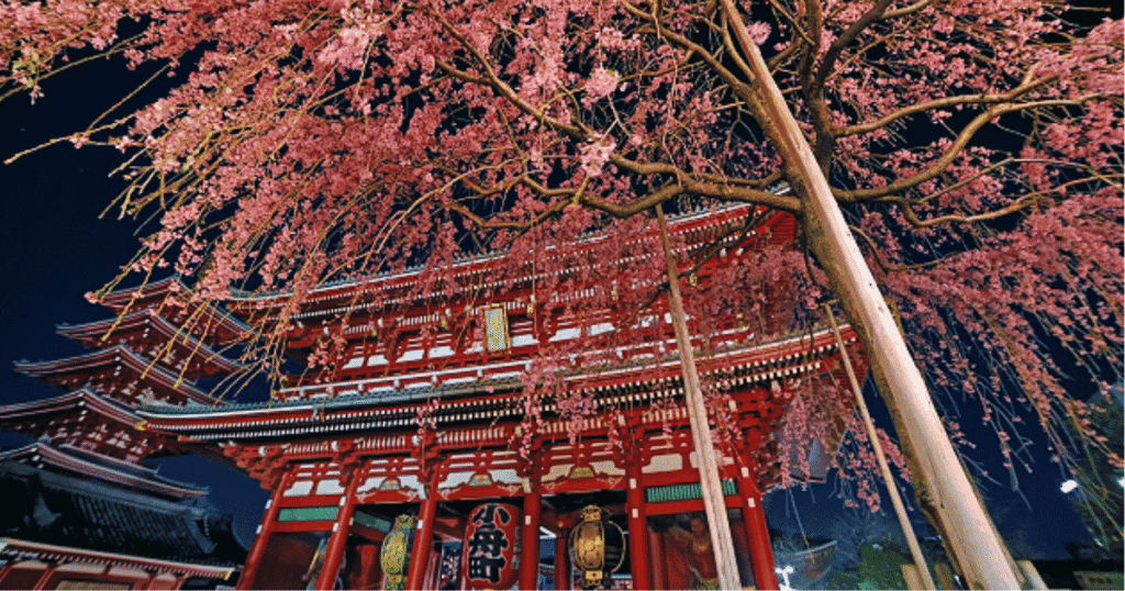 Beautiful weeping cherry blossoms in full bloom in front of the Hozomon Gate at Sensoji Temple.