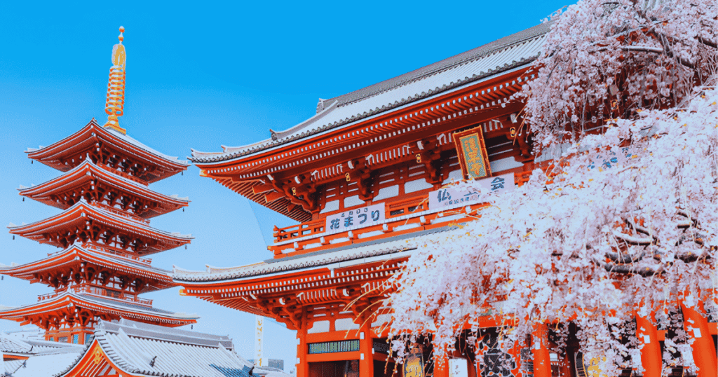 Weeping cherry blossoms blooming in front of Hozomon Gate.