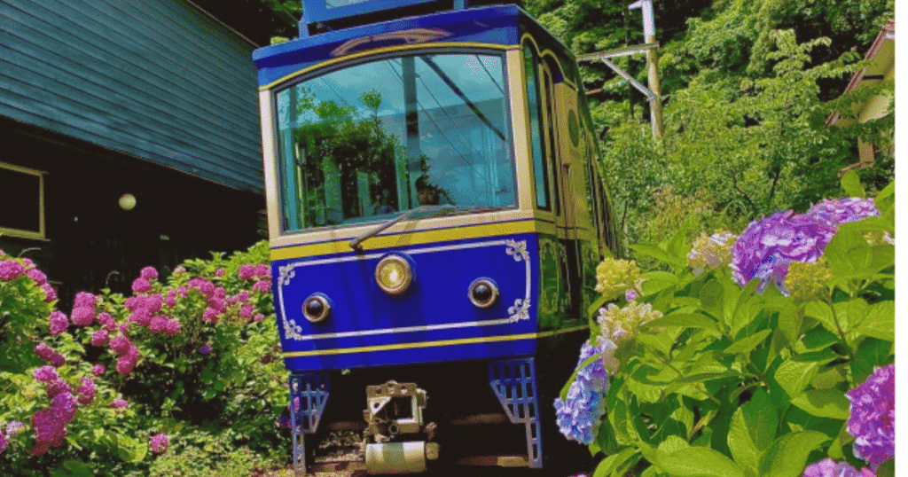 Kamakura’s famous Enoden train rushing past seasonal hydrangeas at Goryo Shrine.