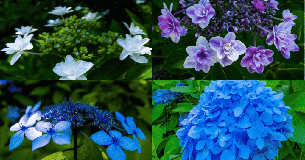 Hydrangeas painted in beautiful summer colors at Kamakura’s shrines and temples.