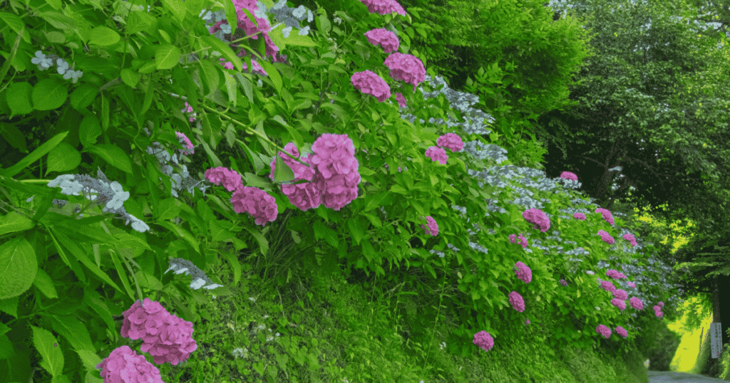 Seasonal hydrangeas framing the historic slopes of Kamakura’s Kamegayatsuzaka Pass.