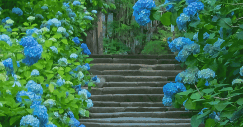 Kamakura’s iconic Meigetsu-in approach, completely covered in deep blue hydrangeas.