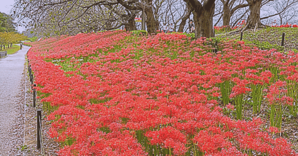 Red spider lilies in full bloom at Gongendo Park in Satte, Saitama
