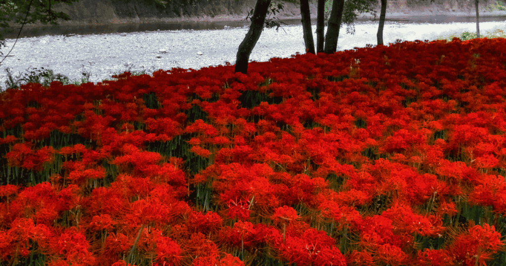 Red spider lilies blooming along the banks of the Koma River