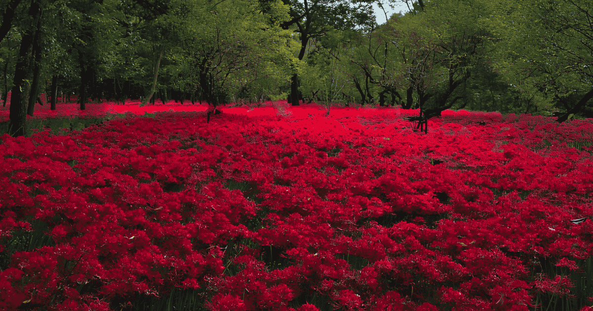 A vibrant field of red spider lilies in full bloom at Kinchakuda Manjushage Park in Saitama, Japan