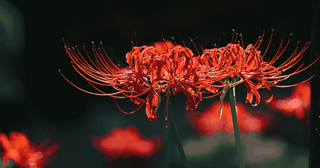 Close-up of vibrant red spider lilies in full bloom
